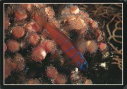 Blue-Banded Goby (Lythrypnus dalli) Postcard