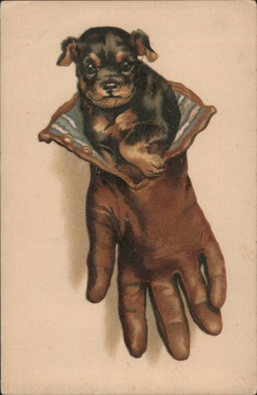 Small Puppy Nestled in a Leather Glove Dogs