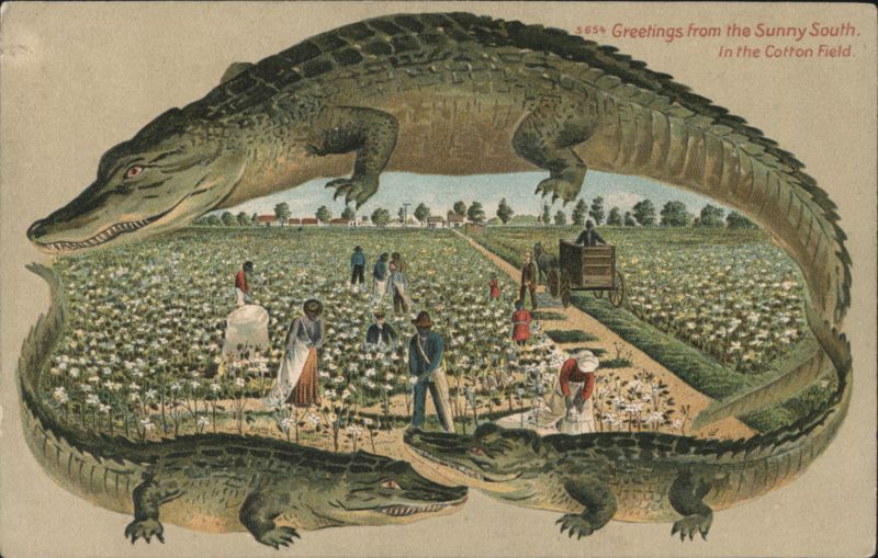 Alligator Border S654 Greetings from the Sunny South, Cotton Field Scene