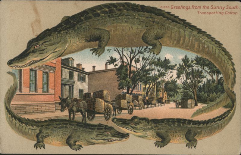 Alligator Border S656 Greetings from the Sunny South, Cotton Transport