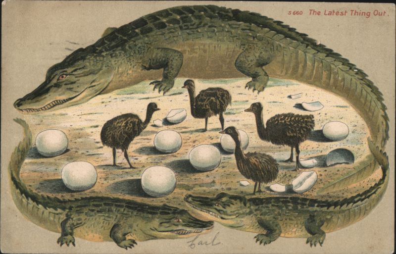 Alligator Border S660 The Latest Thing Out with Emus and Eggs