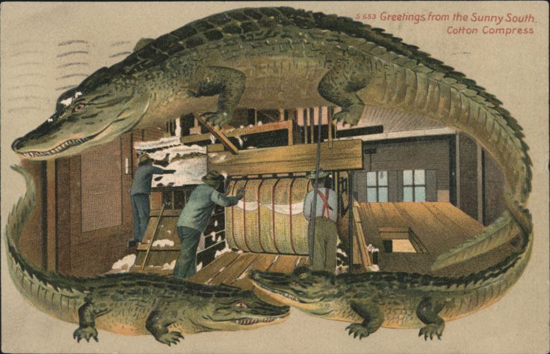 Alligator Border S653 Greetings from the Sunny South, Cotton Compress Louisville Kentucky