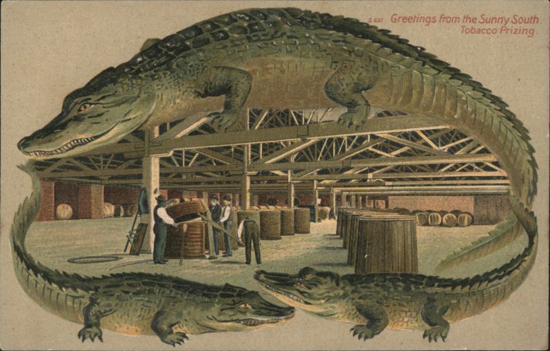 Alligator Border S631 Greetings from the Sunny South, Tobacco Prizing