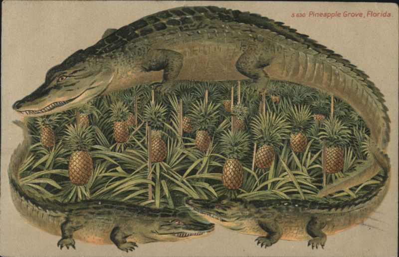 Alligator Border S630 Pineapple Grove, Florida Washington Pennsylvania