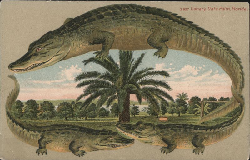 Alligator Border S627 Canary Date Palm, Florida