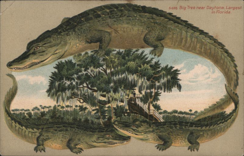 Alligator Border S626 Big Tree near Daytona, Largest in Florida