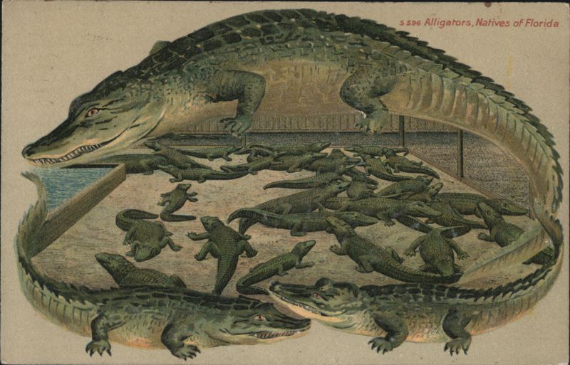 Alligator Border S596 Alligators, Natives of Florida
