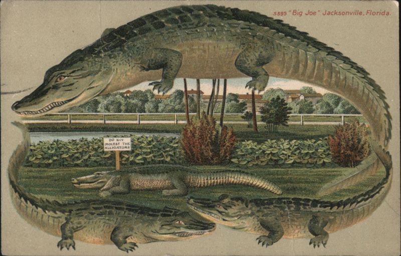 Alligator Border S595 'Big Joe' Jacksonville, Florida