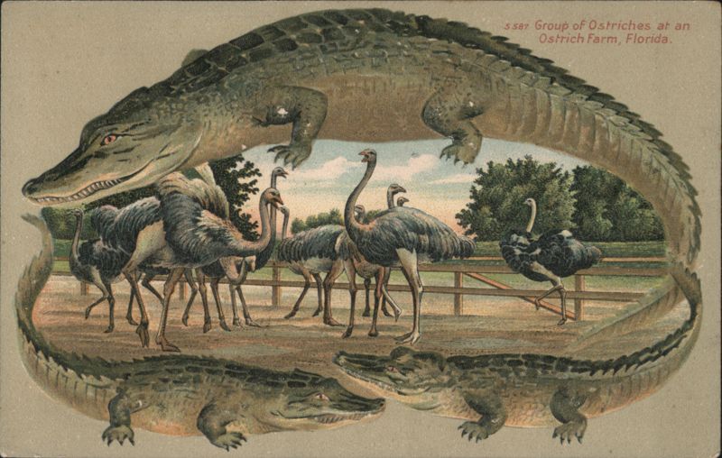 Alligator Border S587 Group of Ostriches at an Ostrich Farm, Florida Orlando