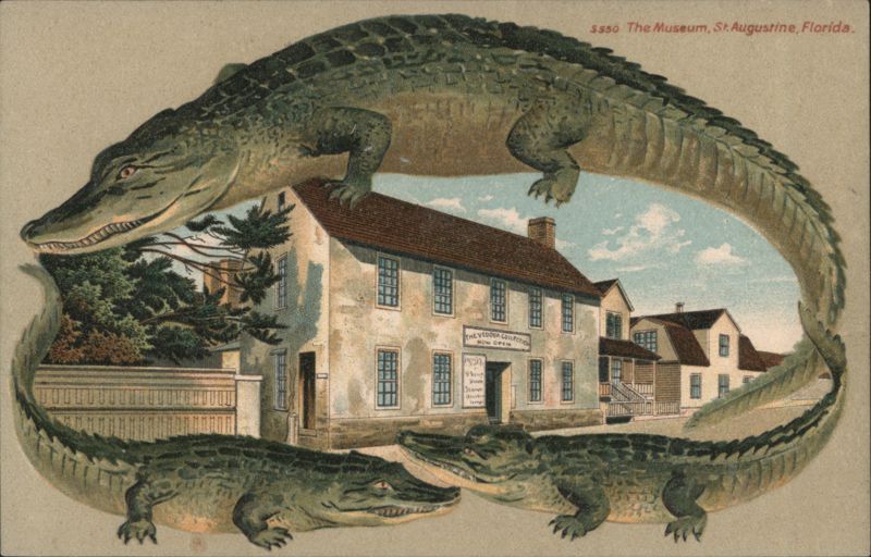 Alligator Border S550 The Museum, St. Augustine, Florida