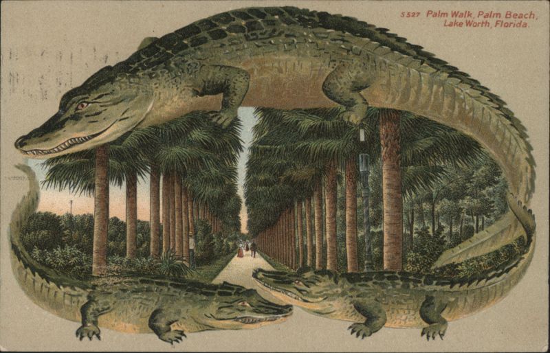 Alligator Border S527 Palm Walk, Palm Beach, Lake Worth, Florida