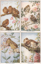 Set of 4: Medici Society Baby Birds Series Postcard
