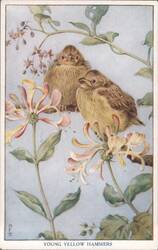Young Yellow Hammers with Honeysuckle Flowers Postcard