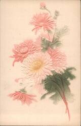 Embossed Pink and Yellow Chrysanthemums Postcard