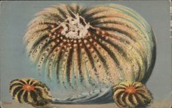 P.O.P. Parade 1910 Fantasy Fruit with Cherubs by Rochet Postcard