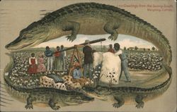 Alligator Border S659 Greetings from the Sunny South. Weighing Cotton. Postcard