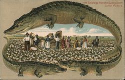 Alligator Border S658 Greetings from the Sunny South, Cotton Pickers Postcard