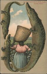 Alligator Border S640 Greetings from the Sunny South, A Cotton Picker Postcard