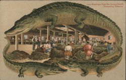Alligator Border S636 Greetings from the Sunny South, Stemming Tobacco Factory Postcard