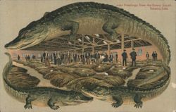 Alligator Border S635 Greetings from the Sunny South Tobacco Sale Postcard