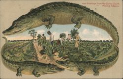 Alligator Border S634 Greetings from the Sunny South, Picking Tobacco Postcard