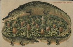 Alligator Border S630 Pineapple Grove, Florida Postcard