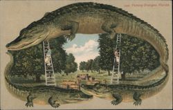 Alligator Border S629 Picking Oranges, Florida Postcard