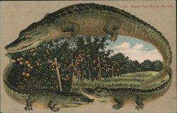 Alligator Border S628 Grape Fruit Grove, Florida Postcard