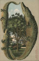 Alligator Border S620 Three Branch Palmetto, Daytona, Florida Postcard