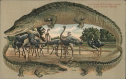Alligator Border S587 Group of Ostriches at an Ostrich Farm, Florida Postcard