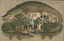 Alligator Border S559 Middle Court, Hotel Alcazar, St. Augustine, FL Postcard