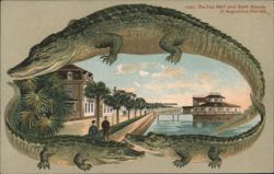 Alligator Border S552 The Sea Wall and Bath House, St. Augustine, FL Postcard