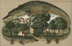 Alligator Border S544 The Plaza, St. Augustine, Florida Postcard