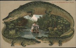 Alligator Border S641 Steamboat on the Ocklawaha River, Florida Postcard