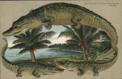 Alligator Border S535 Brelsford's Cove, Lake Worth, Florida Postcard