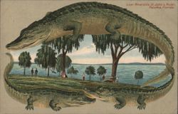 Alligator Border S537 Riverside St. John's River, Palatka, Florida Postcard