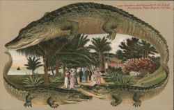 Alligator Border S530 Royal Poinciana Gardens, Palm Beach, Florida Postcard