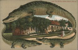 Alligator Border S506 The Old Fort Dallas, Miami, Florida Postcard