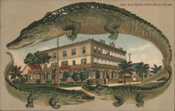 Alligator Border S507 San Carlos Hotel, Miami, Florida Postcard