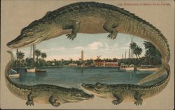 Alligator Border S504 Reflections on Miami River, Florida Postcard