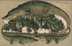 Alligator Border S500 Live Oak on St. John's River, Florida Postcard