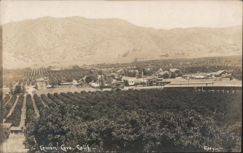 Lemon Cove, California Orange Groves & Town View Eddy