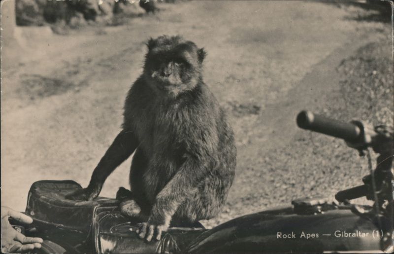 Rock Ape on Motorcycle, Gibraltar Spain