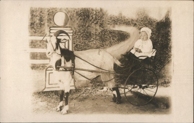 Baby in Goat Cart Goats