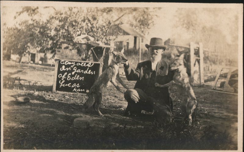 Coyotes in Garden of Eden, Lucas, KS Kansas