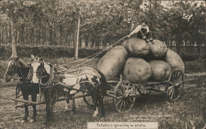 Man on Cart of Giant Potatoes, Iowa