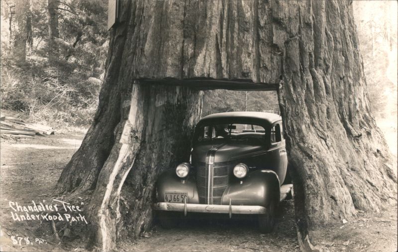 Chandelier Tree Underwood Park Leggett California