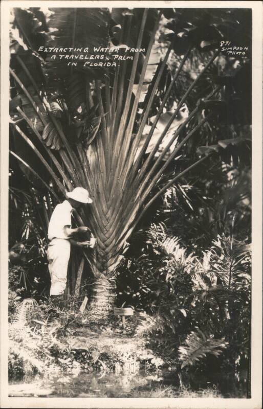Extracting Water from a Travelers Palm in Florida