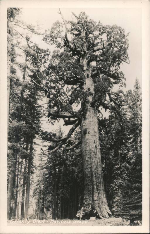 Grizzly Giant - Mariposa Grove Wawona California