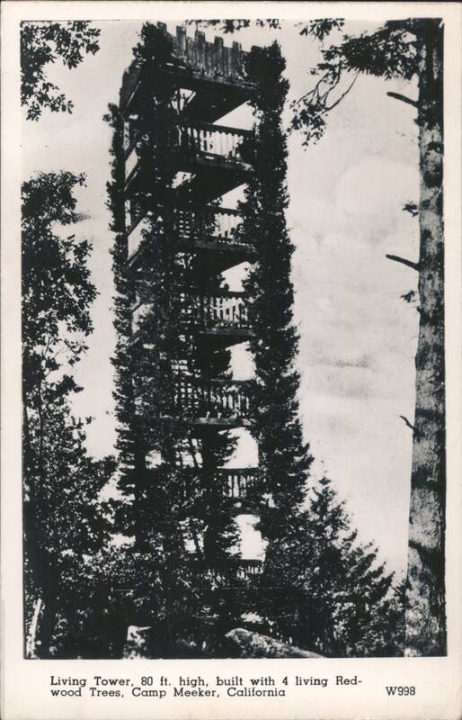 Living Tower, 80 ft. high, 4 Redwood Trees, Camp Meeker